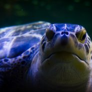 Acquario di Genova