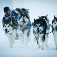 Gare cani da slitta Splügen